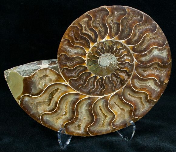 Split Ammonite Fossil (Half) #6889